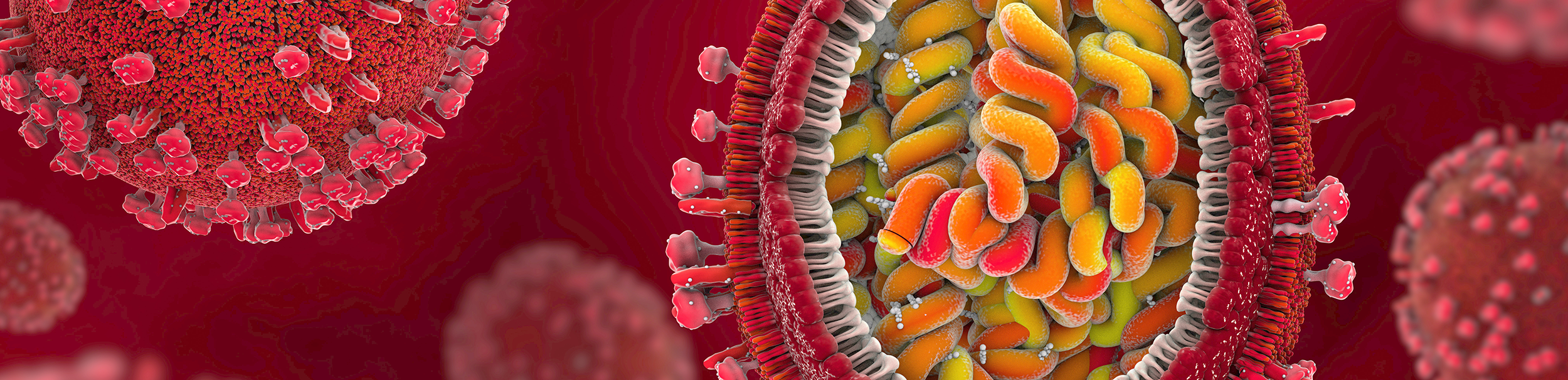 Influenza cross section 